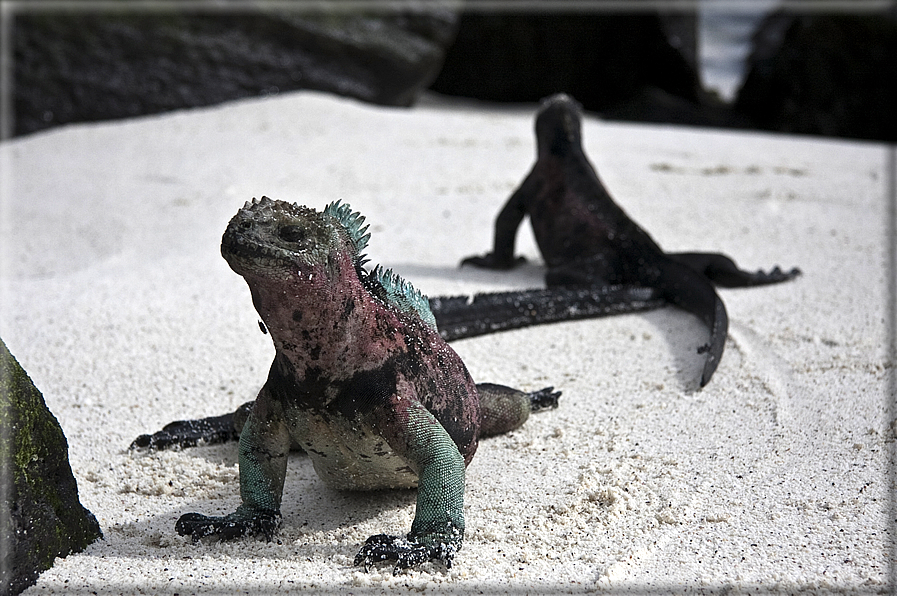foto Flora e la fauna della Isole Galapagos